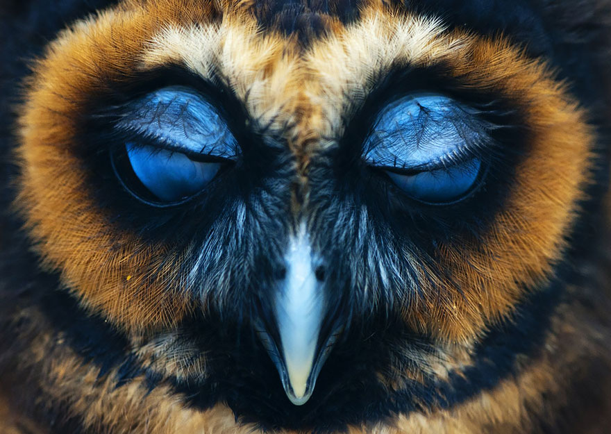 owl-photography-27__880