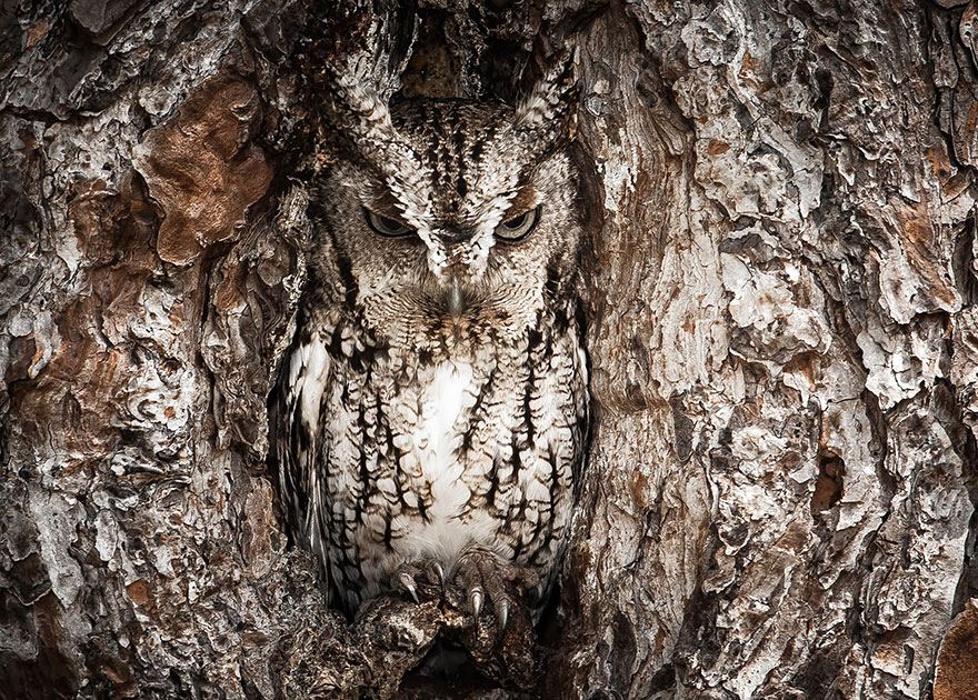 owl-photography-3__880