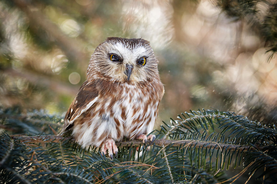 owl-photography-cute-104__880