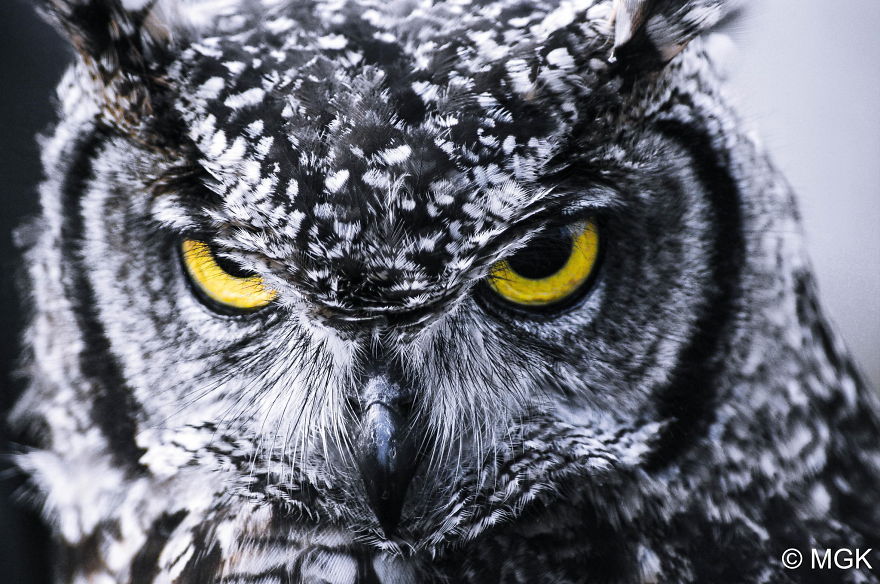 owl-photography-cute-107__880