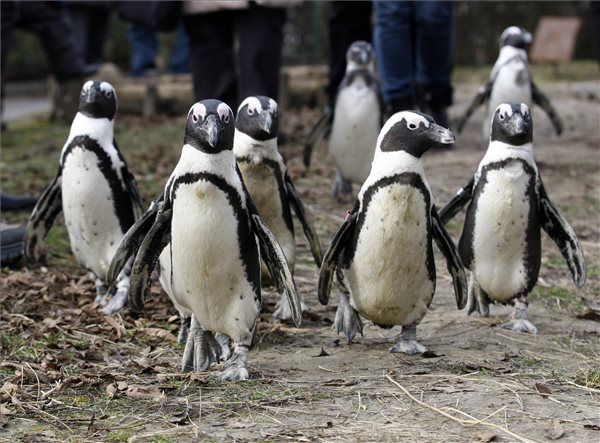Pingvinséta a jászberényi állatkertben