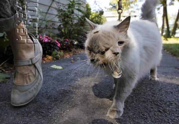 so-sad-oldest-living-cat-with-two-faces-has-passed-away__oPt