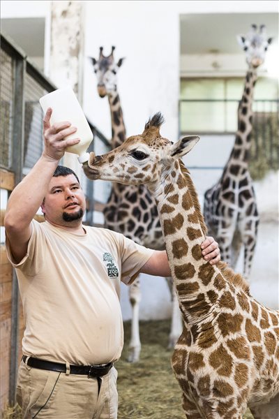 Cumisüvegből táplálják a Nyíregyházi Állatpark zsiráfborját