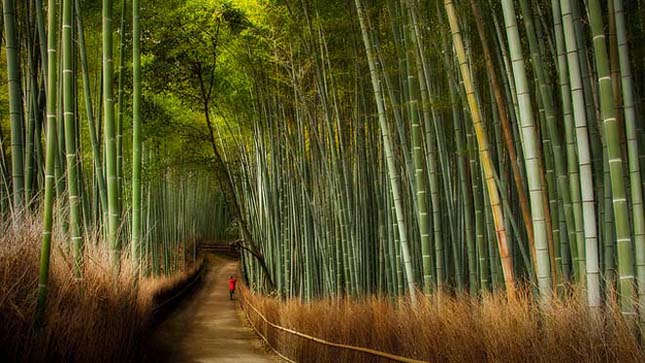 Lenyűgöző bambuszerdő Japánban