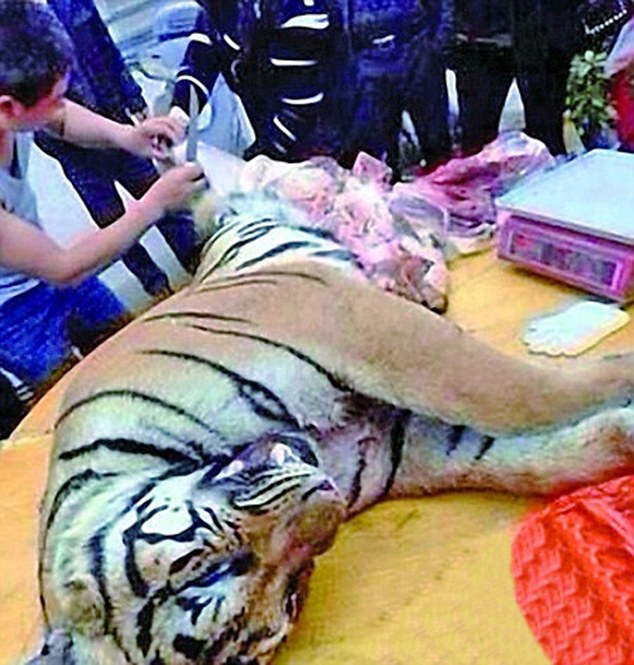 Chinese Gourmet Jailed for Eating Tiger Penis Meals