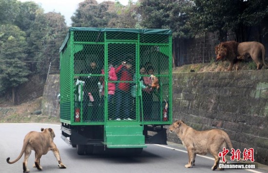 Ilyen az állatkert, ahol a látogatókat zárják ketrecbe