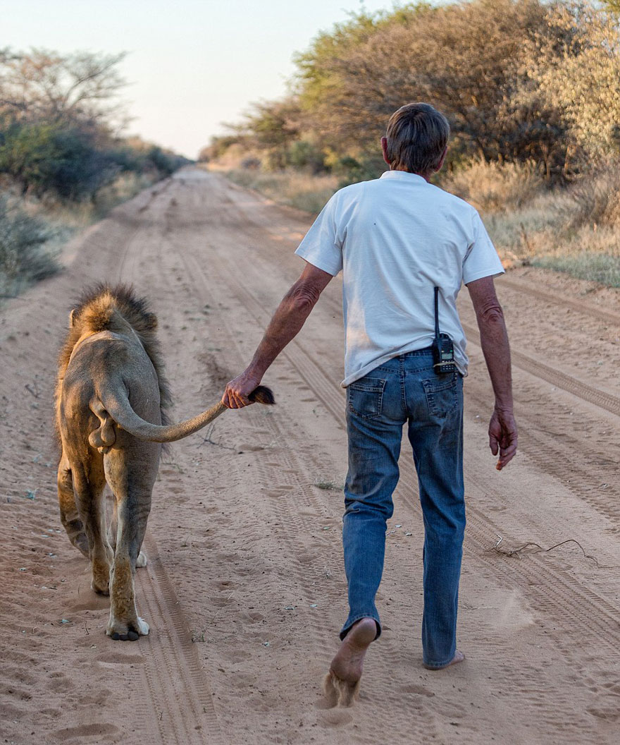 A férfi és az oroszlán megható barátsága – videó