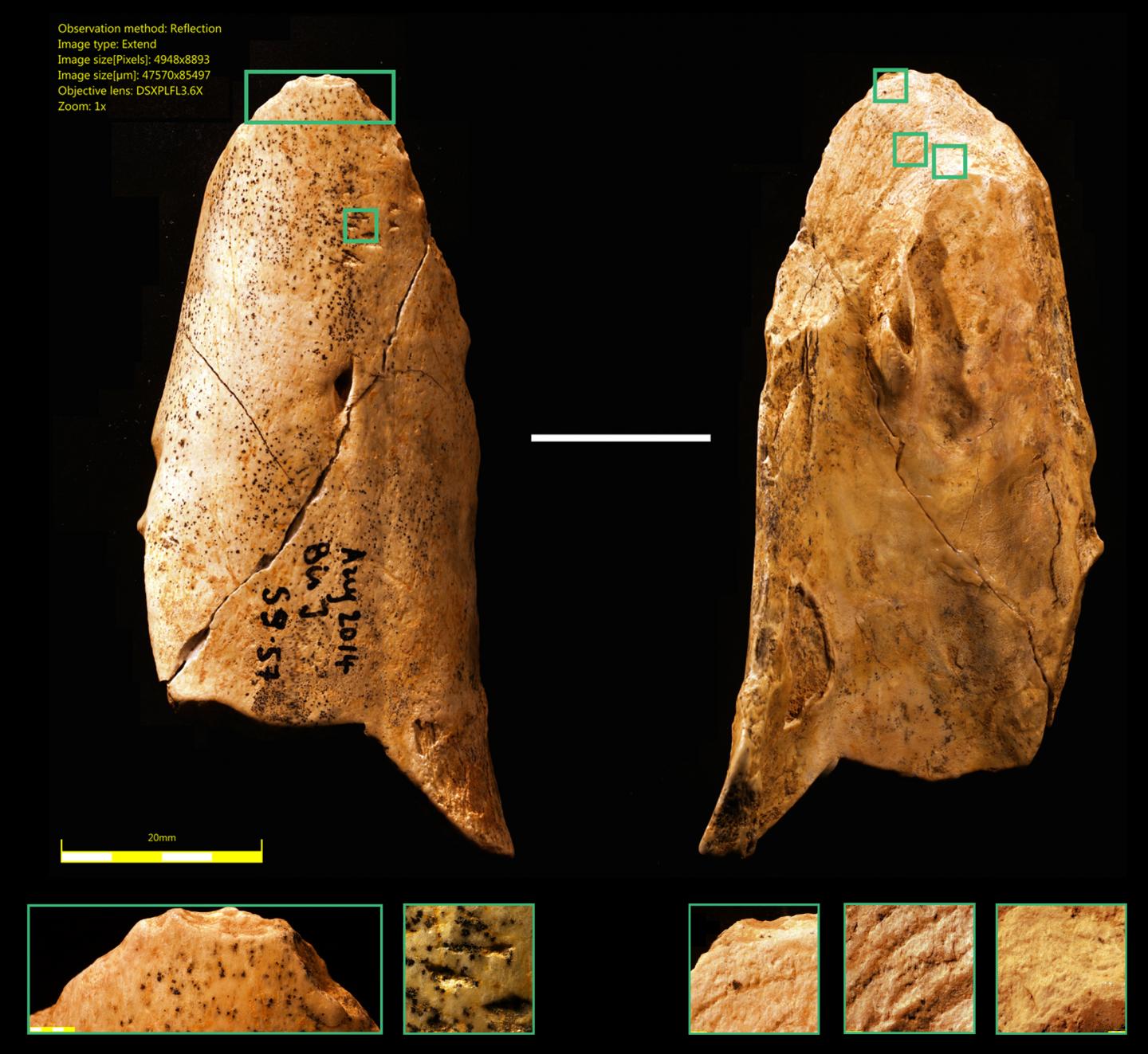 A Neander-völgyi ember is készített csonteszközöket