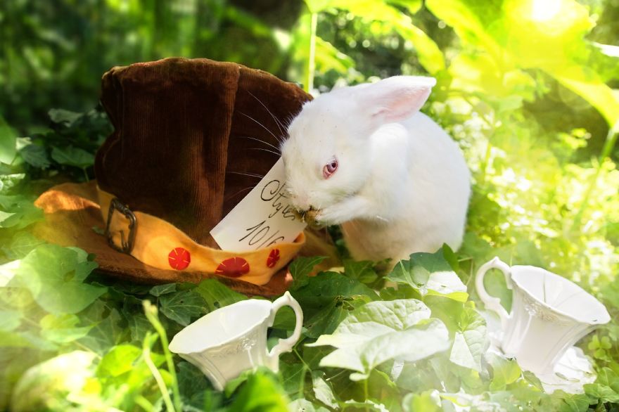 From-labs-to-Wonderland-dozens-of-rescued-animals-became-magic-models-in-Alice-style1__880