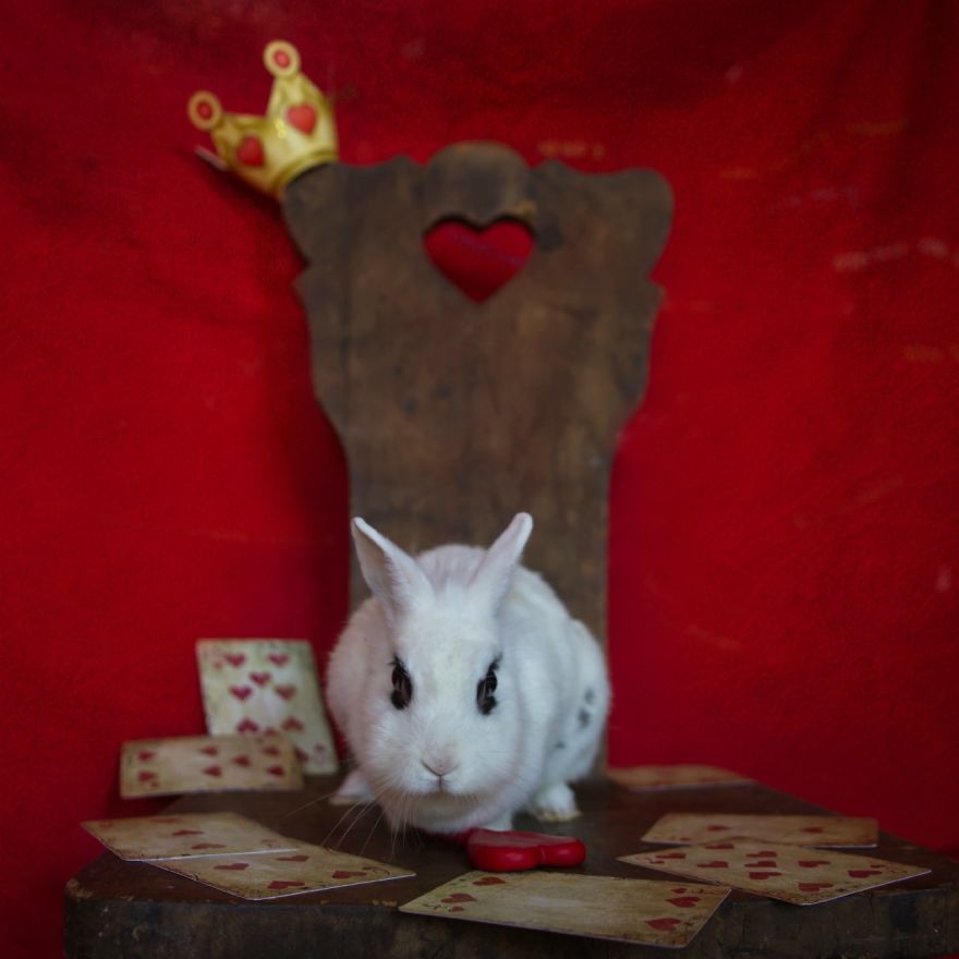 From-labs-to-Wonderland-dozens-of-rescued-animals-became-magic-models-in-Alice-style7__880