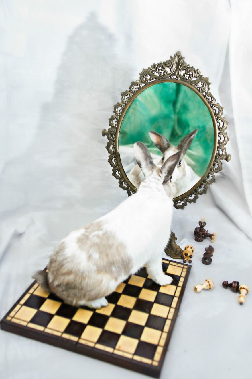 From-labs-to-Wonderland-dozens-of-rescued-animals-became-magic-models-in-Alice-style__880