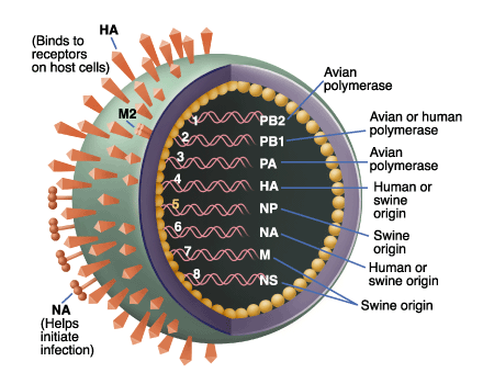 Influenza+A