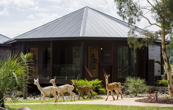 Jamala Wildlife Lodge5