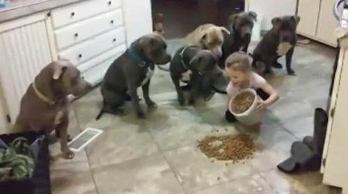 Little_Girl_Controls_Pit_Bull_Dogs