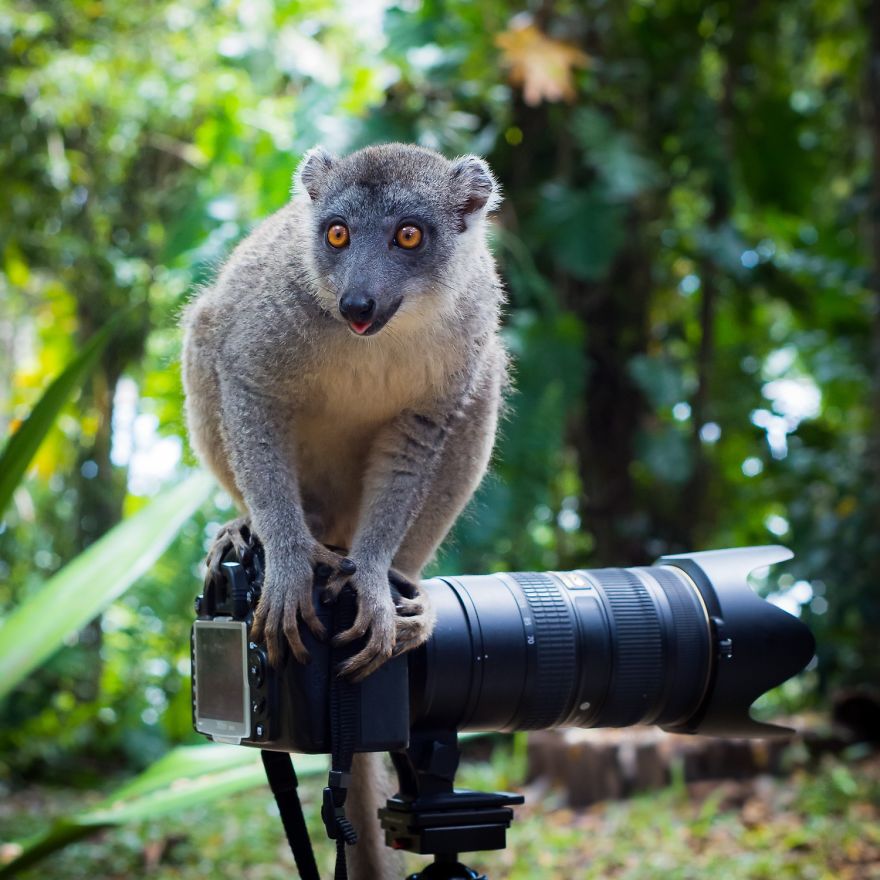 animals-cozy-with-camera-gear-lemur__880