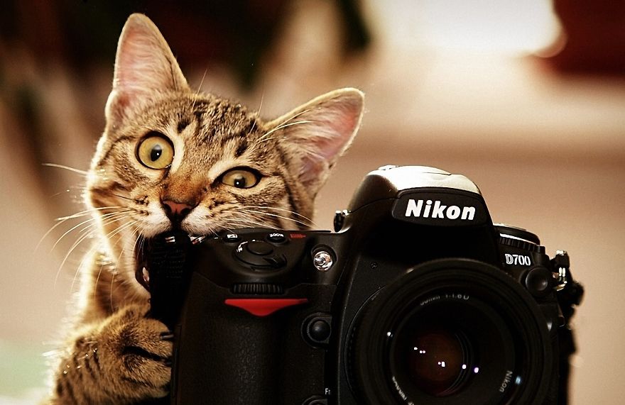 animals-getting-cozy-with-camera-gear-cat-nikon__880