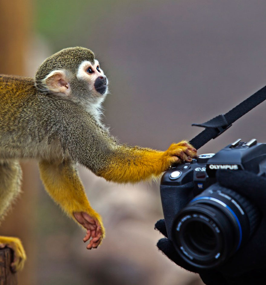 animals-getting-cozy-with-camera-gear-monkey2__880