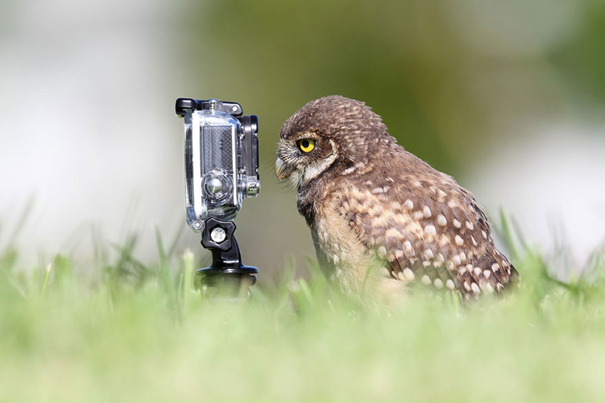 animals-getting-cozy-with-camera-gear-owl2__880