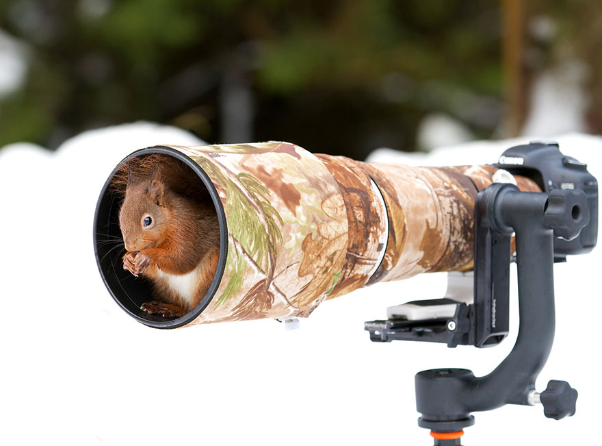 Aranyos képek állatokról, akik felfedezik a fényképezőgépet