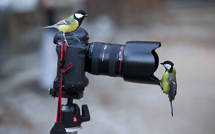 birds-cameras-1575268-1920x1200__880