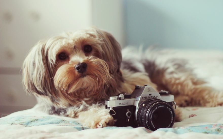 dog-and-camera-lovely-8591-2560x1600__880