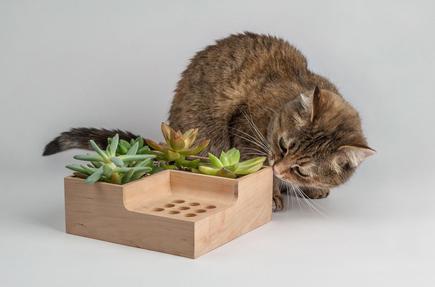 eco-planter-kitty