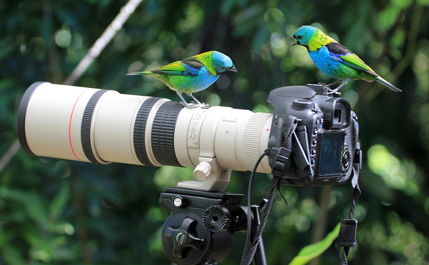 greenheaded-tanagers-tanager-forest-1555-2048x1266__880