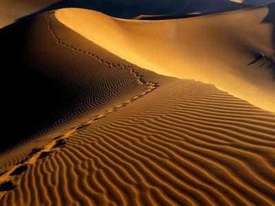 Öt napig kóborolt a sivatagban – Túlélte