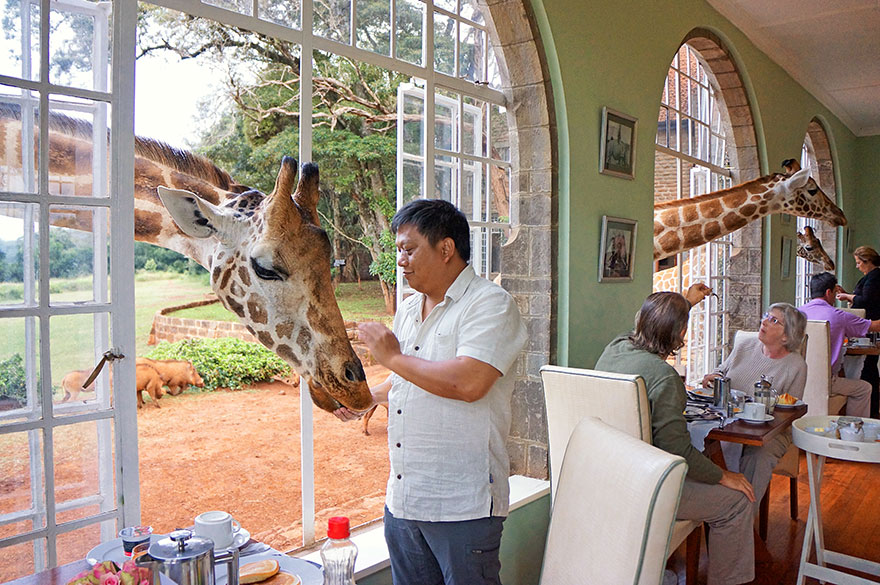 Zsiráf hotel, Kenya