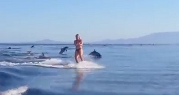 Vízisí delfinekkel- videó