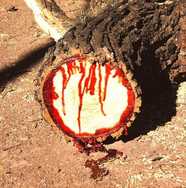 A vérző afrikai fa