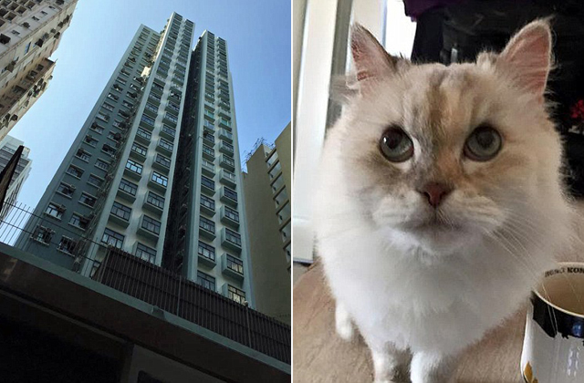 Ez a cica túlélte, hogy 26 emeletet zuhant