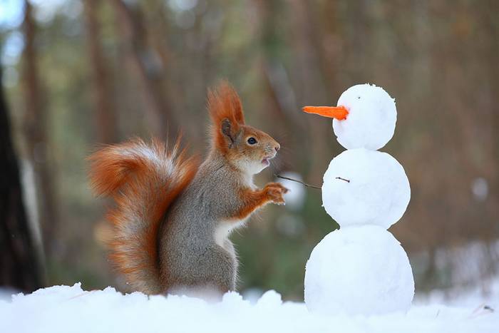 Az orosz természetfotós cuki, hóban játszó mókusokról készített felvételeket