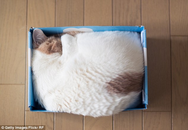Miért szeretik a macskák a dobozokat?