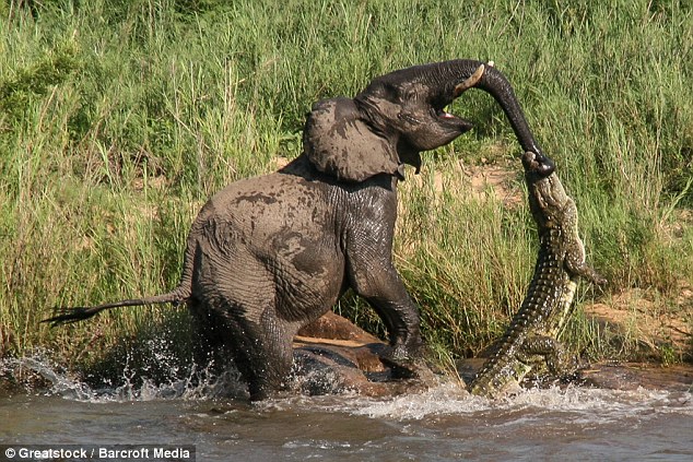 A krokodil az elefánt ormányát kapta el - kellemetlen meglepetés ivás közben
