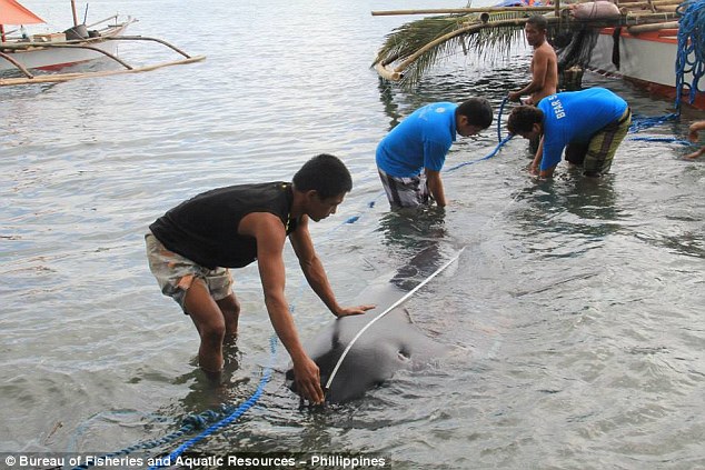 2561460D00000578-2942193-Fishermen_in_the_Philippines_hoisted_in_the_shark_which_was_a_ma-a-3_1423194456508