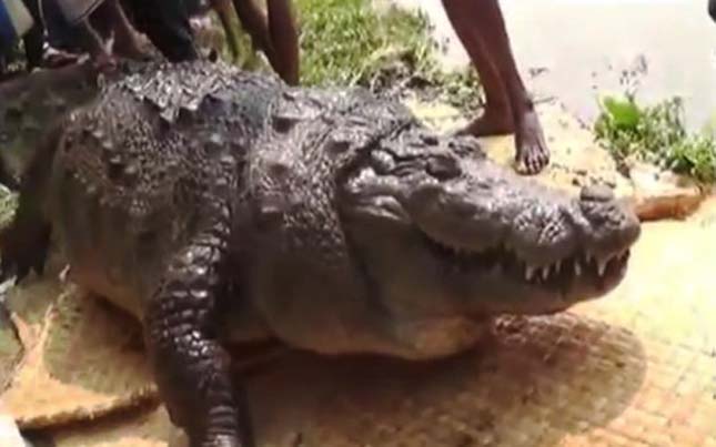 Halálra etették a 100 éves krokodilt – videó