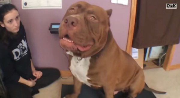 2Biggest-bully-pitbull-on-earth-ON-SCALE-173lbs-17-months-THE-HULK-Of-ddkline-YouTube