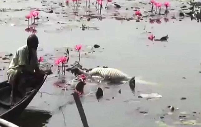 VID: Croc, 100, Dies From Overeating Sacrificial Chickens