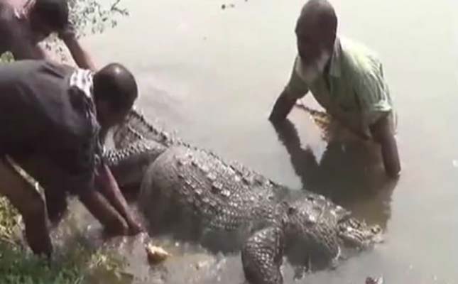 VID: Croc, 100, Dies From Overeating Sacrificial Chickens