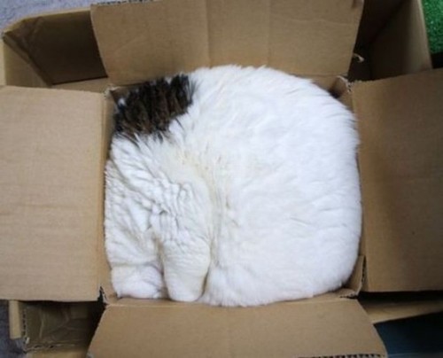 Cat-crammed-in-a-box-632x511-500x404
