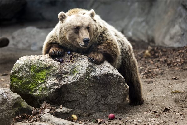 Hosszú telet jósoltak a medvék a budapesti állatkertben