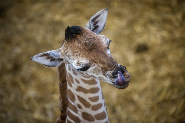 Zsiráfborjú született a budapesti állatkertben