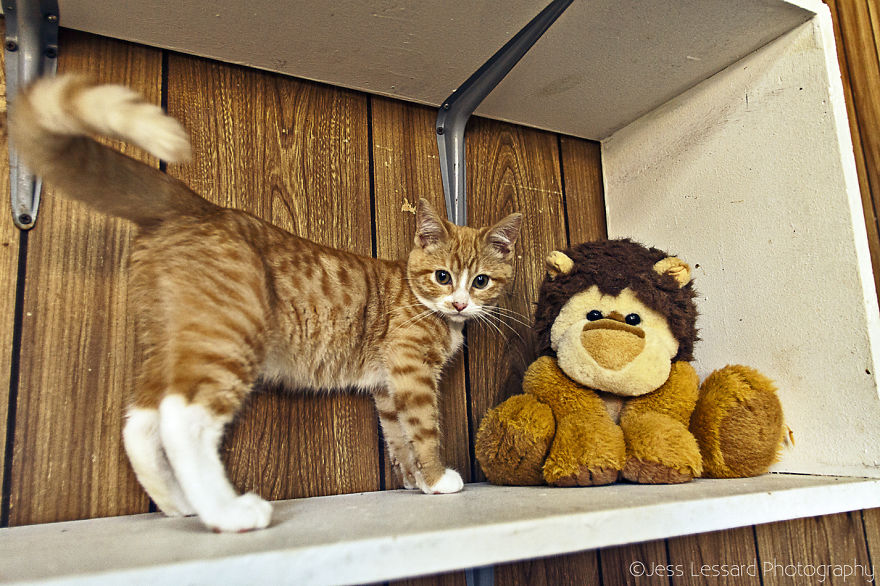 My-Photos-of-Rescue-Kittens-At-the-Largest-No-Kill-Cat-Sanctuary-in-California-13__880