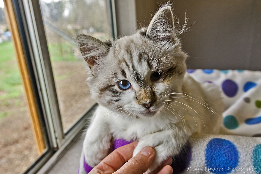 My-Photos-of-Rescue-Kittens-At-the-Largest-No-Kill-Cat-Sanctuary-in-California-2__880