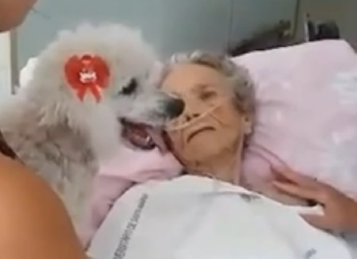 Így búcsúzott el a haldokló idős néni a kutyájától! – szívszorító videó