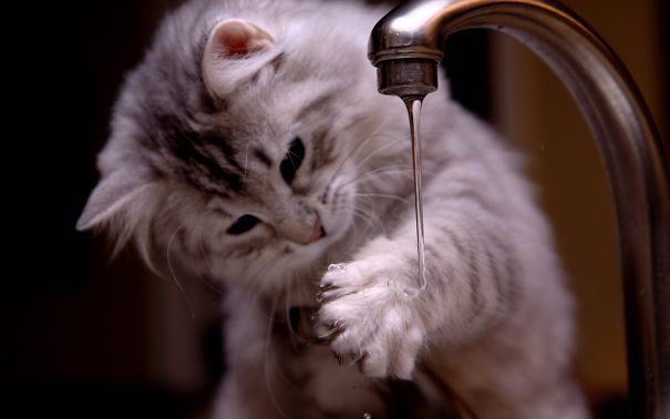 Őrült macskák, akik igazán szeretik a vizet!