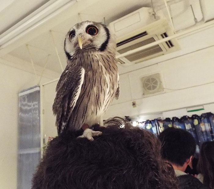 annie-the-owl-visits-london-pop-up-bar-11