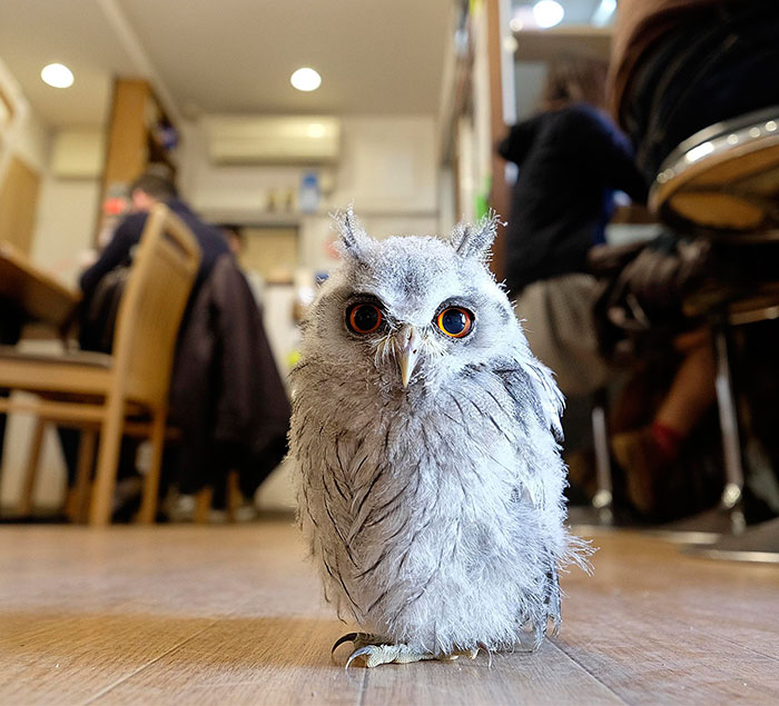 annie-the-owl-visits-london-pop-up-bar-13