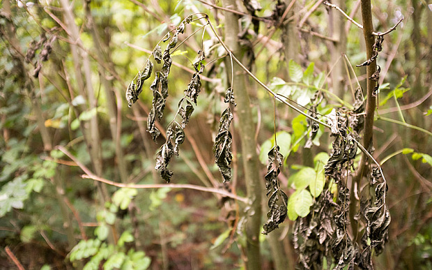 Blackened dead ash leaves still hanging on the tree: tell-tale symptom of ash dieback in woodland in Norfolk. Image shot 10/2013. Exact date unknown.